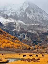 稻城亞丁的秋，是一場短暫的夢