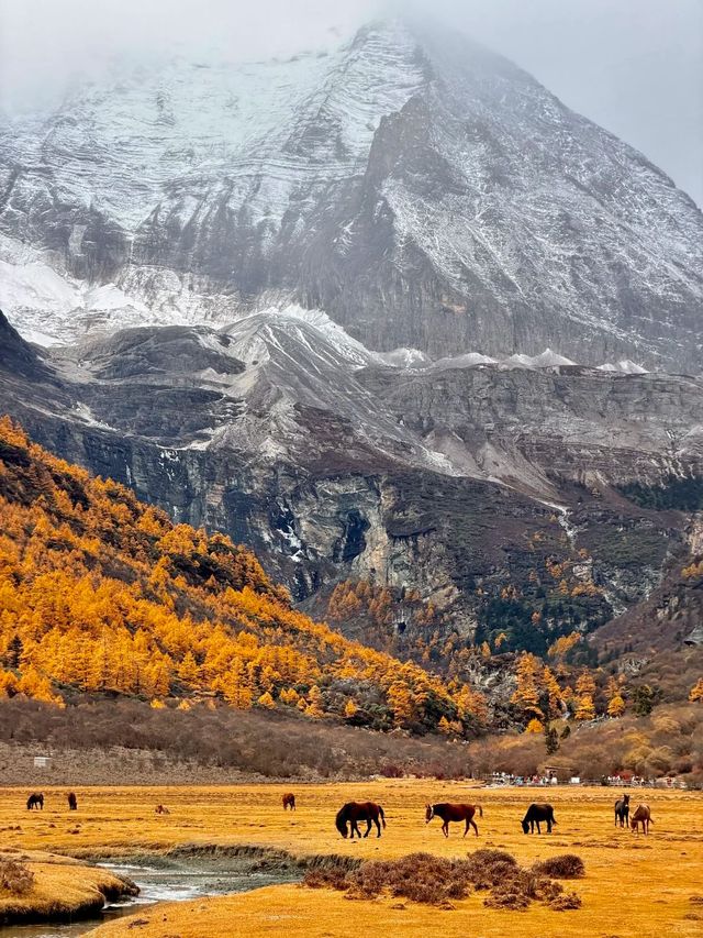 稻城亞丁的秋，是一場短暫的夢