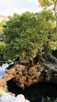 蘇州的秋天|在怡園的桂花香裡,撞見江南最溫柔的時刻