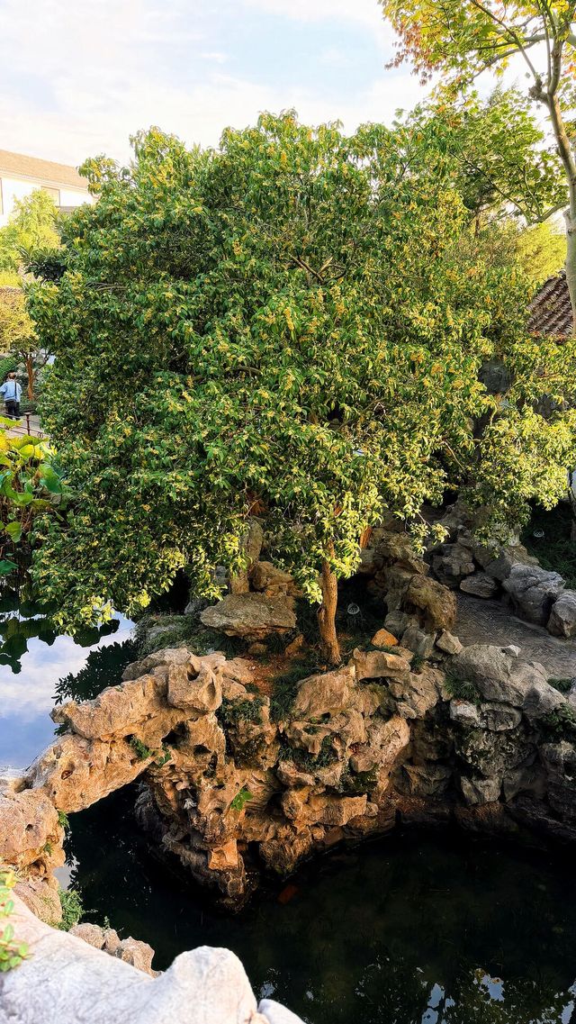 蘇州的秋天|在怡園的桂花香裡,撞見江南最溫柔的時刻 蘇州的秋天|在怡園的桂花香裡,撞見江南最溫柔的時刻