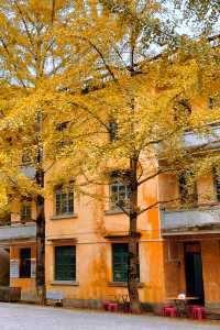 廣東銀杏天花板！韶關帽子峰旅遊景