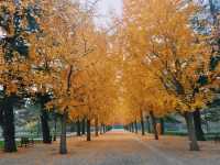 本週北京賞秋的尾巴，倒數計時！還有10處選擇