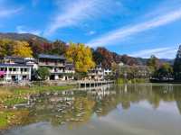 紅葉指南村！這片銀杏林美到犯規