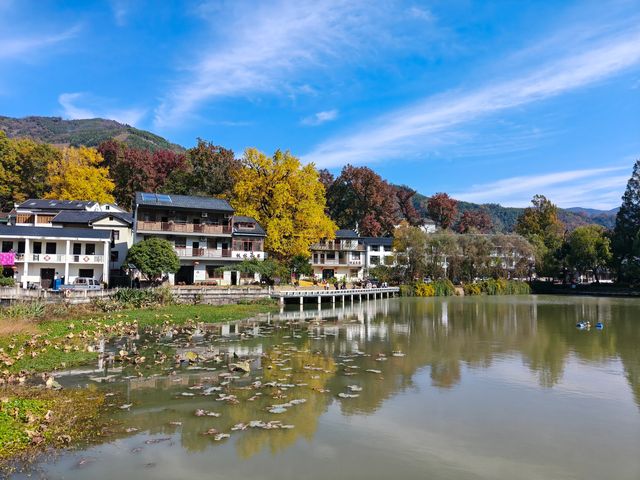 紅葉指南村！這片銀杏林美到犯規
