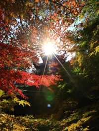 美爆！總要看一次棲霞山的紅葉吧！