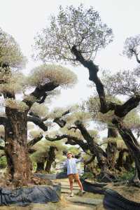 大膽預測這片奇幻森林將成為廣佛新頂流