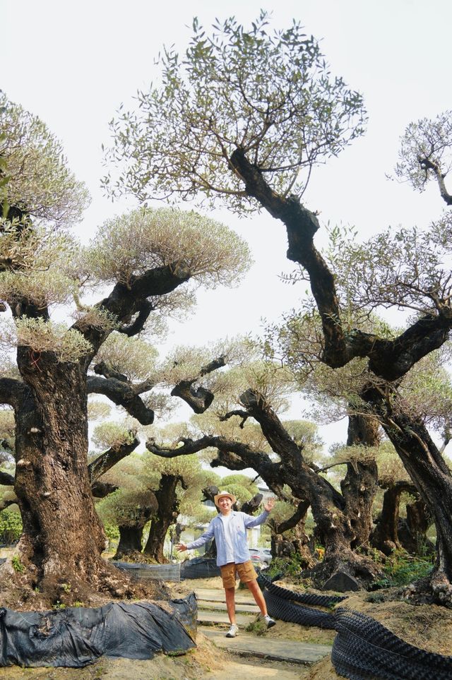 大膽預測這片奇幻森林將成為廣佛新頂流