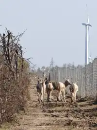 鹽城｜江蘇肯尼亞名不虛傳