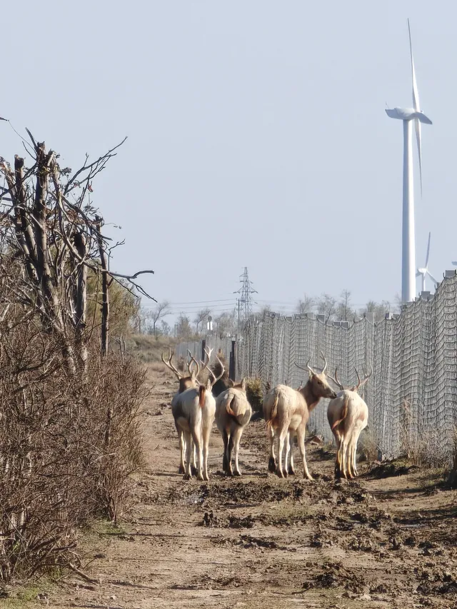 鹽城｜江蘇肯尼亞名不虛傳