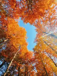 11.15皖南川藏線之落羽紅杉林