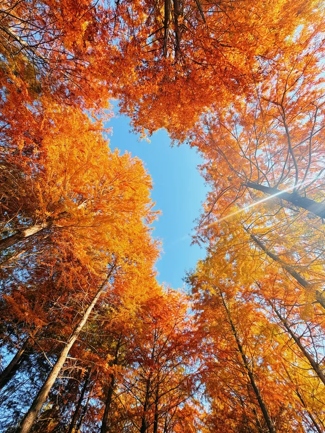 11.15皖南川藏線之落羽紅杉林 11.15皖南川藏線之落羽紅杉林