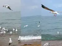 自駕青甘D2青海湖D3茶卡鹽湖