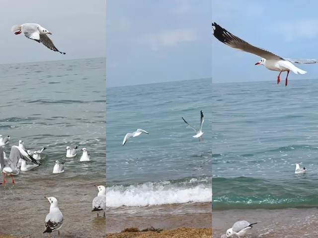 自駕青甘D2青海湖D3茶卡鹽湖 自駕青甘D2青海湖D3茶卡鹽湖