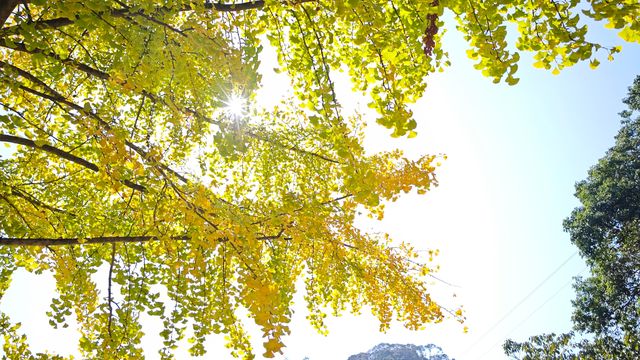 當銀杏樹與老房子同框時,我恍惚瞬間代入到那峥嵘歲月的日子 當銀杏樹與老房子同框時,我恍惚瞬間代入到那峥嵘歲月的日子