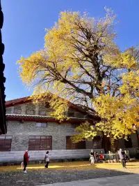 南昌周邊|九江雲居山的千年銀杏 滿樹金黃