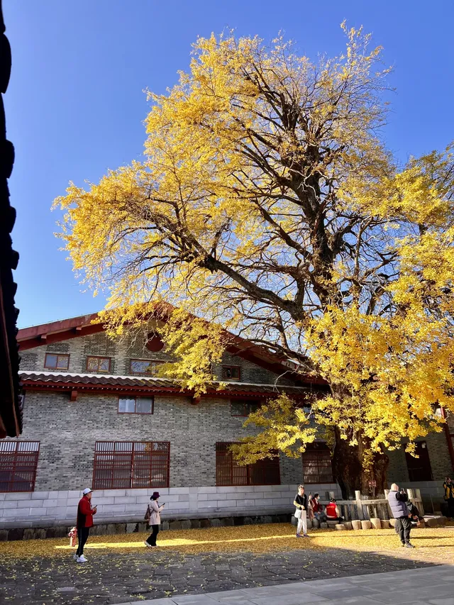 南昌周邊|九江雲居山的千年銀杏 滿樹金黃 南昌周邊|九江雲居山的千年銀杏 滿樹金黃