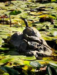 都市中的秋日詩篇