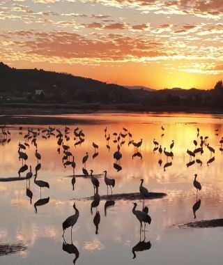 貴州威寧草海にカモメの季節がやってきました