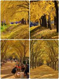 我終於理解了,為什麼這裡被稱為「中國第一銀杏村」