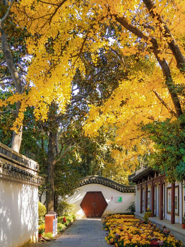 上海小眾秋色天花板一扇金色之門驚艷了深秋！