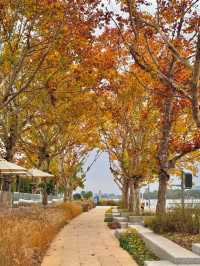 陰天也別有風味!金雞湖秋色已美成油畫