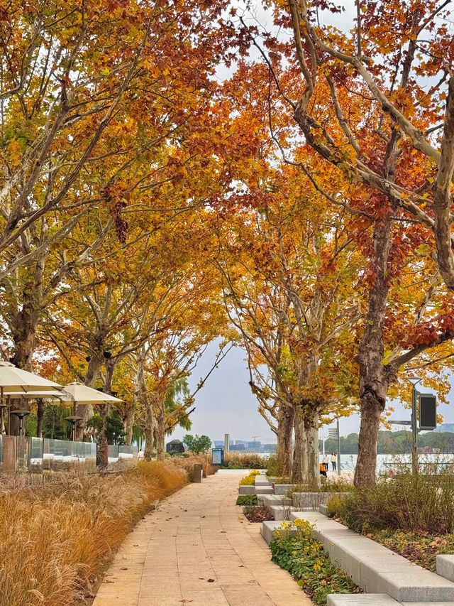 陰天也別有風味!金雞湖秋色已美成油畫 陰天也別有風味!金雞湖秋色已美成油畫