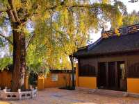 治平寺裡一片金黃