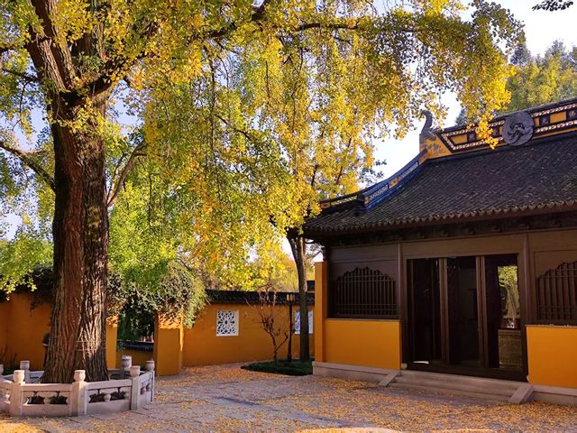 治平寺裡一片金黃