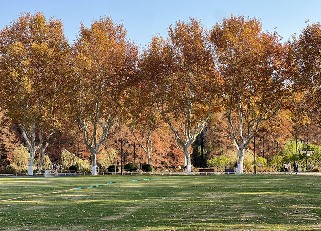 被銀杏包裹的初冬 被銀杏包裹的初冬