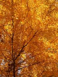 滬上初冬的鎏金秘境｜藏在靜安的小眾銀杏海絕了！