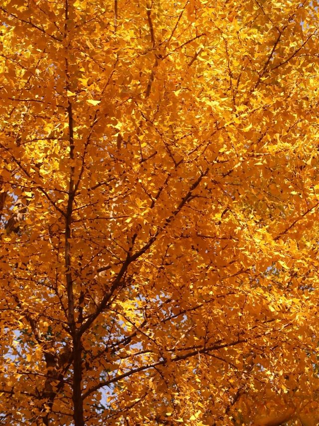 滬上初冬的鎏金秘境｜藏在靜安的小眾銀杏海絕了！