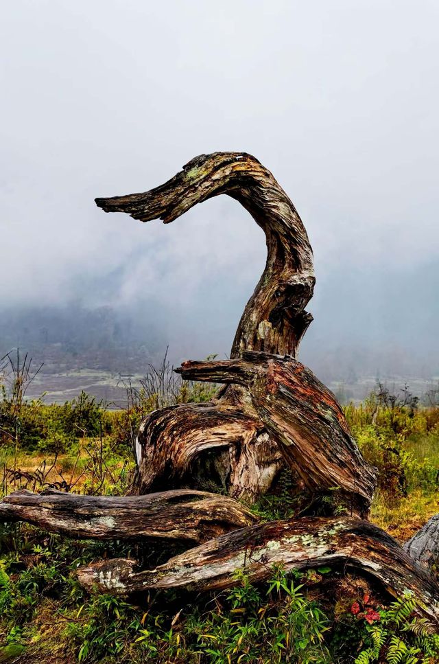 神秘的黑竹溝 神秘的黑竹溝