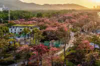 橫琴花海長廊異木棉最佳機位