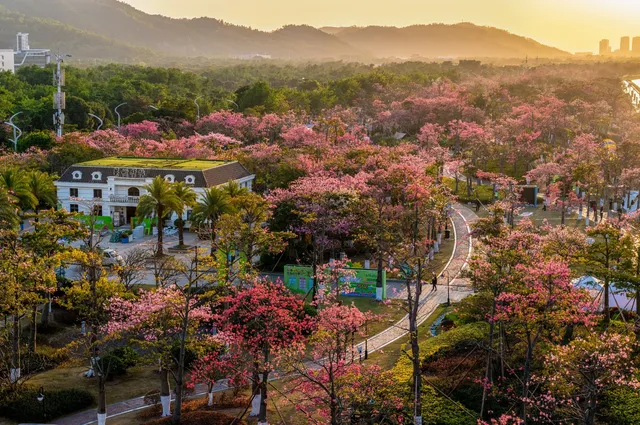 橫琴花海長廊異木棉最佳機位 橫琴花海長廊異木棉最佳機位