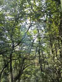 天橋勝境~非橋似橋的意境!