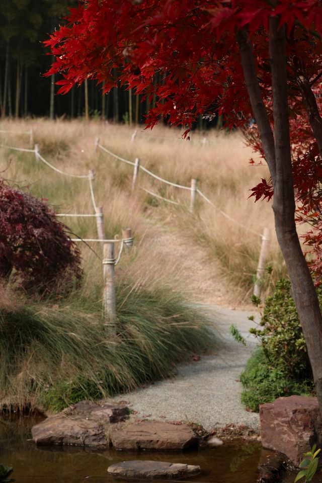 金色的粉黛是冬季的明信片 金色的粉黛是冬季的明信片