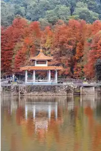 18圖帶你看深圳秋冬限定美景