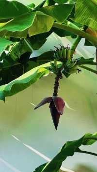 泉州西湖公園|秋日限定版桃花島太絕美了