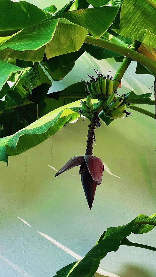 泉州西湖公園|秋日限定版桃花島太絕美了 泉州西湖公園|秋日限定版桃花島太絕美了