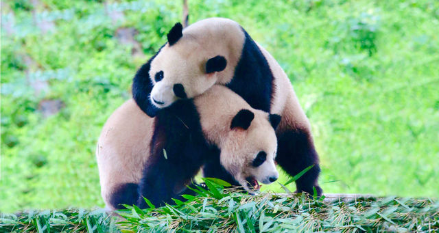 欒川竹海靈巖邁邁雪中狂歡 欒川竹海靈巖邁邁雪中狂歡