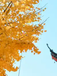 都給我衝，上海賞秋怎能少了這顆千年古銀杏