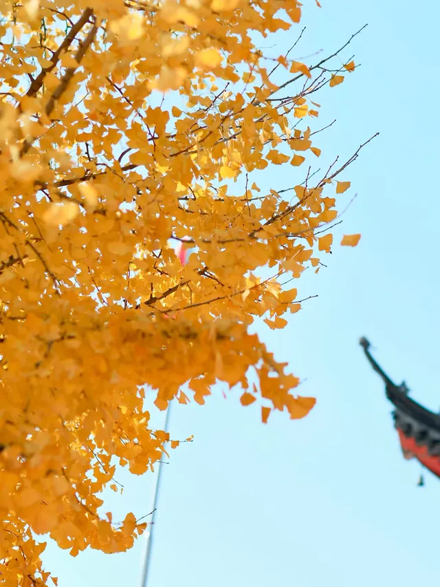 都給我衝，上海賞秋怎能少了這顆千年古銀杏