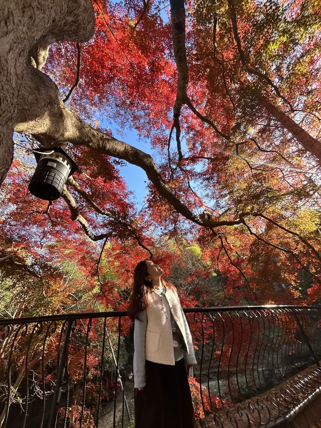 莫干山紅葉進度