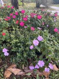 華南植物園拍照吸氧全攻略｜逃離城市計劃來啦