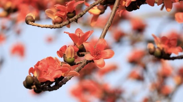 珠海望海亭賞花絕美機位