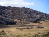 景點小評測——烏蘭布統