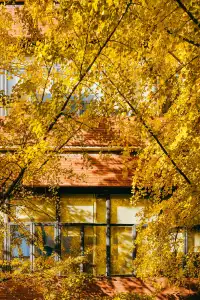 就在中環內|一個週末賞遍上海的銀杏之海