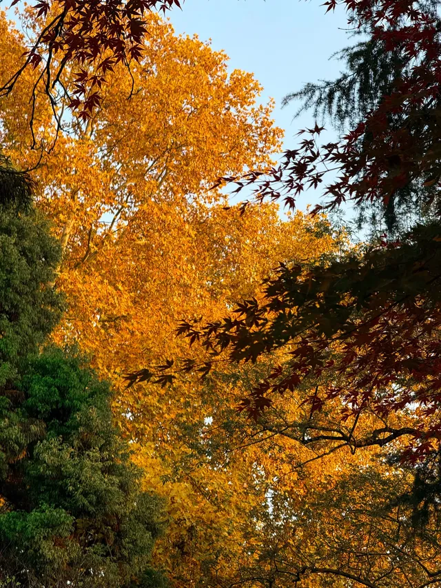 南京玄武湖 |接受落葉和降溫的風 南京玄武湖 |接受落葉和降溫的風