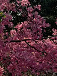 泉州北濱江公園的花樹火了~