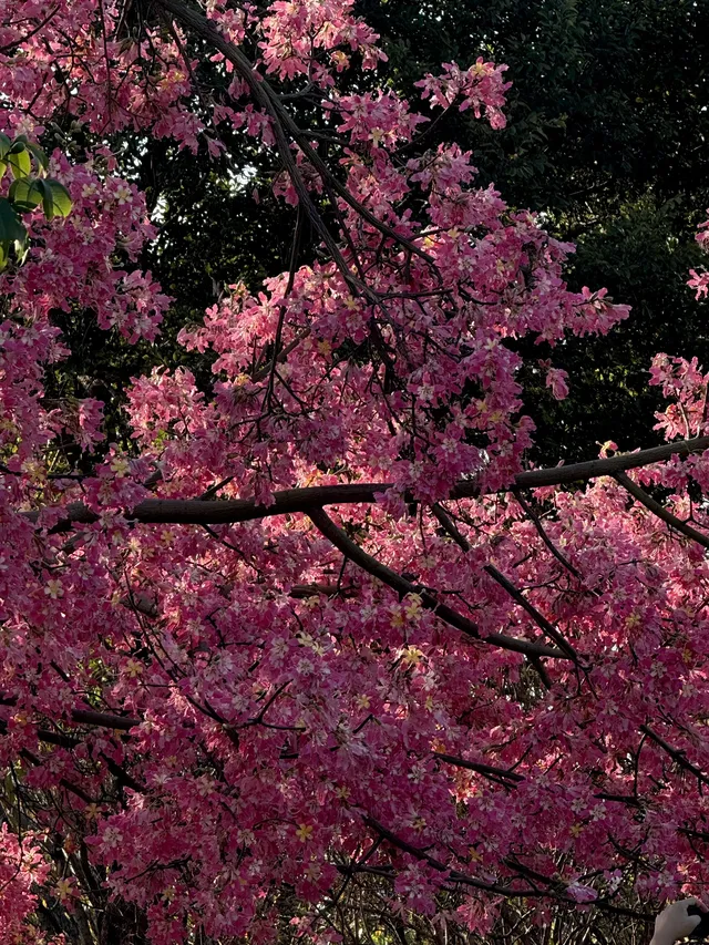 泉州北濱江公園的花樹火了~ 泉州北濱江公園的花樹火了~